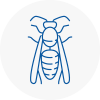 Filey Wasp Nest Removal